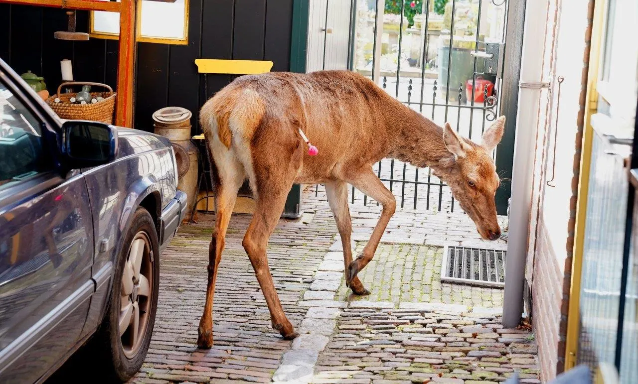 Dierenambulance heeft handen vol aan loslopend edelhert