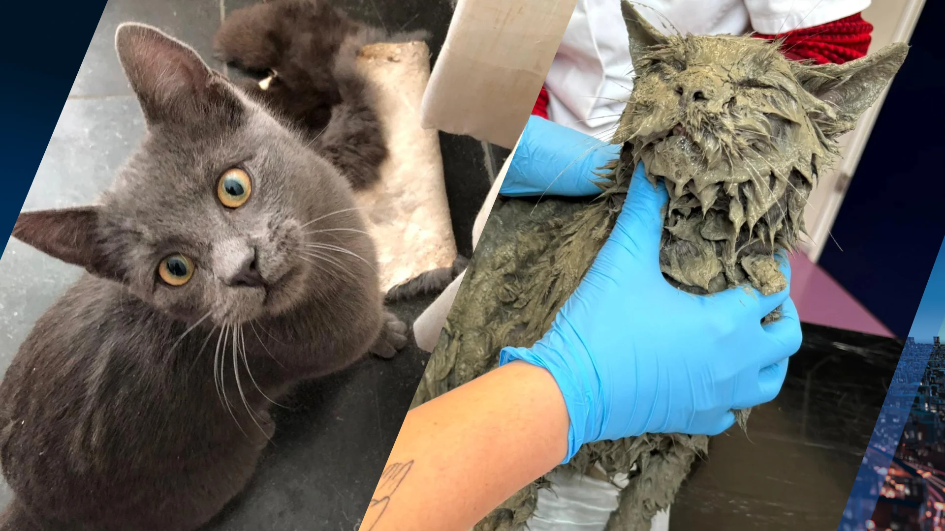 Kat Pelle tot over zijn oren in cement, op het nippertje gered