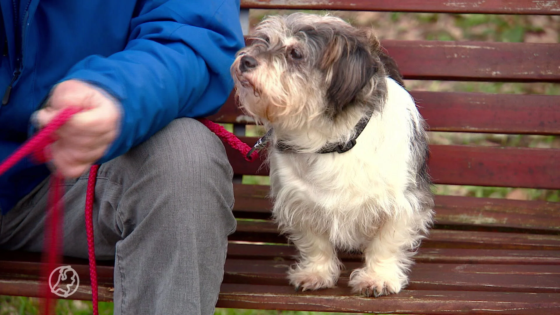 Kanker bij huisdieren hoeft niet het eindstation te zijn: 'Er wordt soms te gemakkelijk een spuitje gegeven'