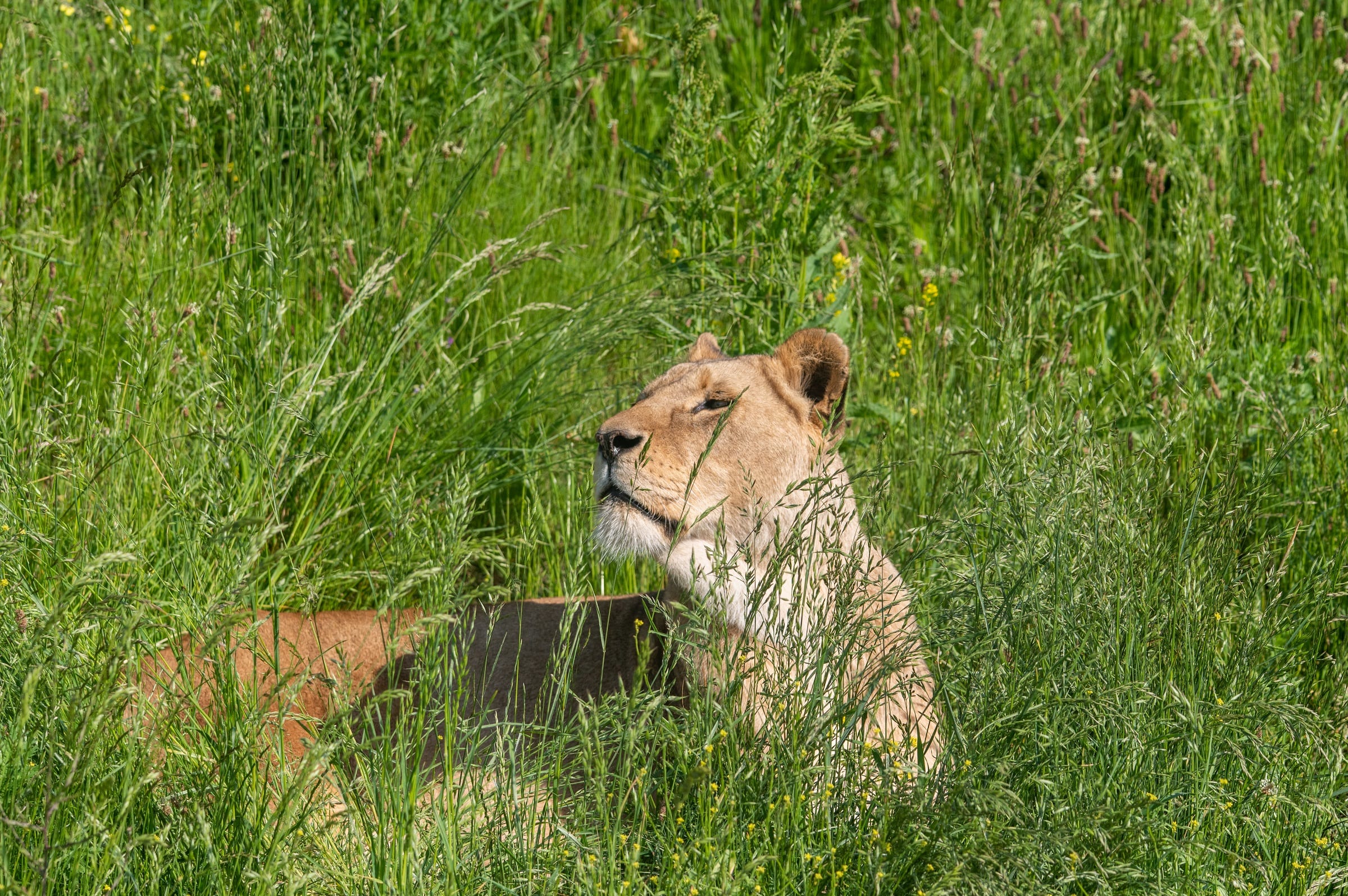 Leeuwin Tia overleden na gevecht in dierentuin Wildlands