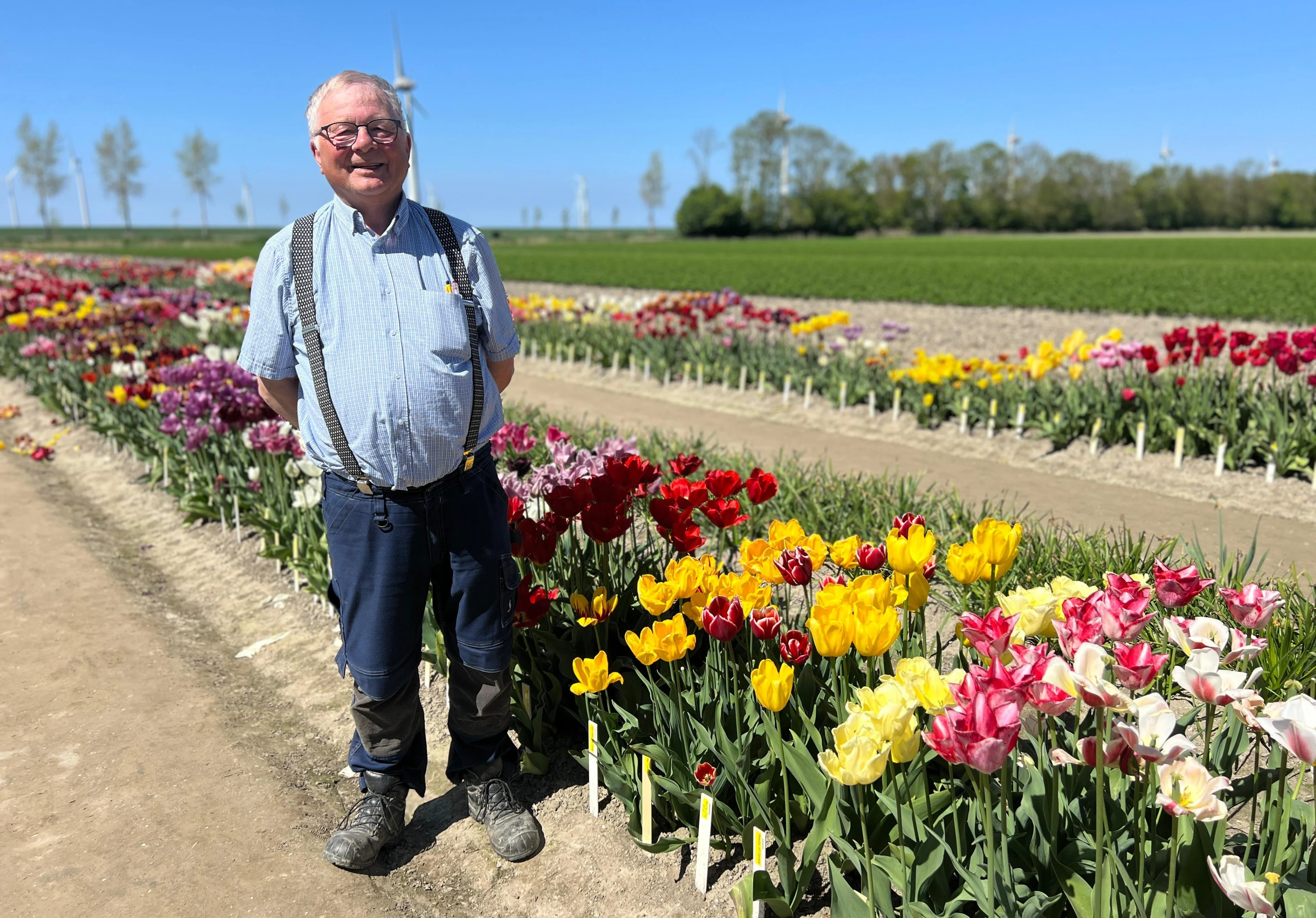 Henk verzamelt al tientallen jaren duizenden soorten tulpen: 'Uit de hand gelopen hobby'