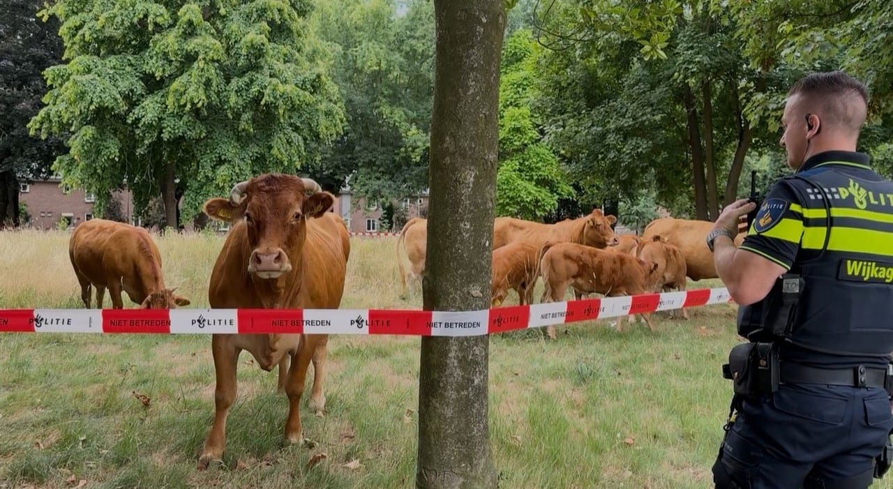 Kudde losgebroken koeien gaat aan de wandel in Maastricht