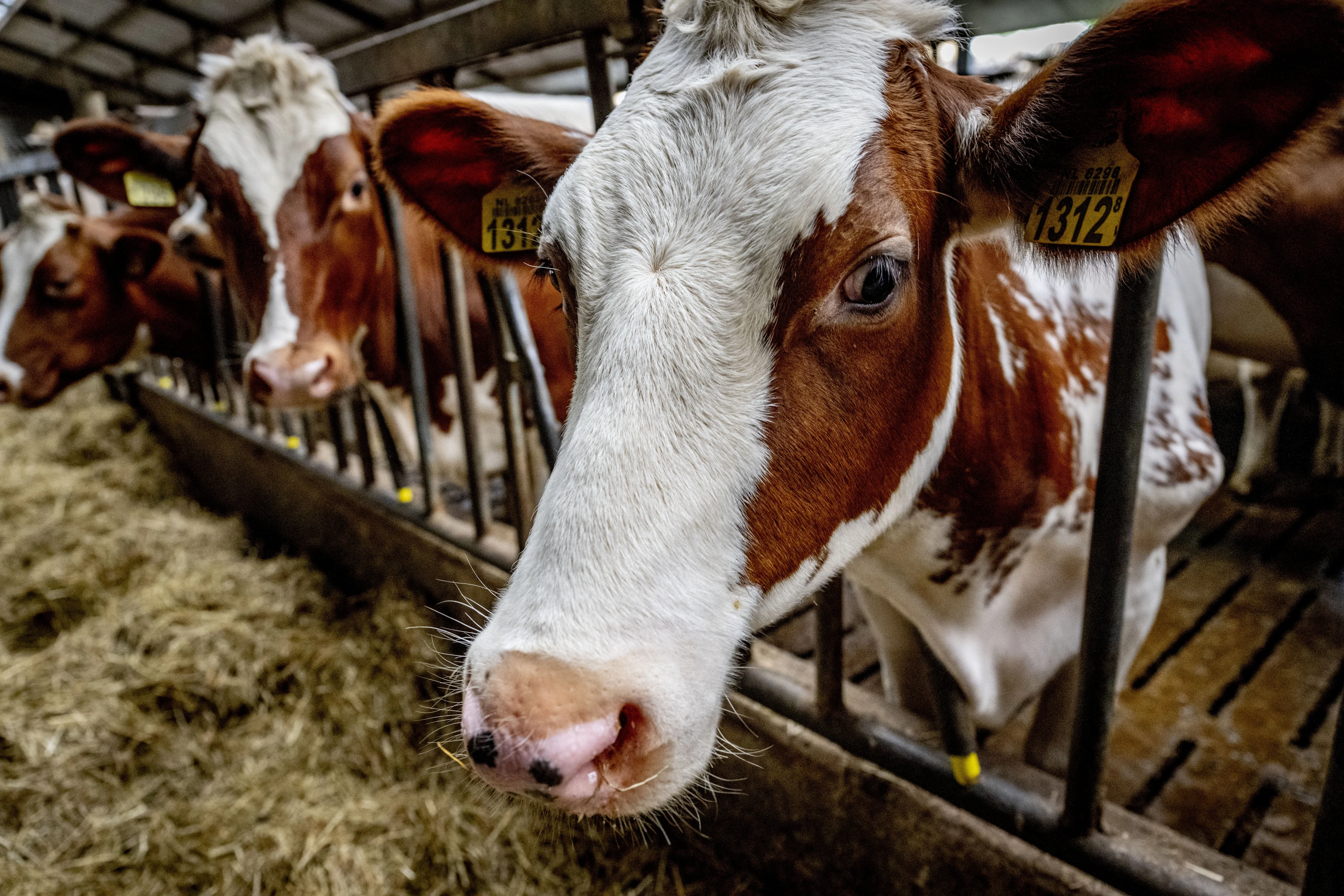 Limburg opent regeling voor veehouders die willen stoppen: 'Kans op maatwerk'
