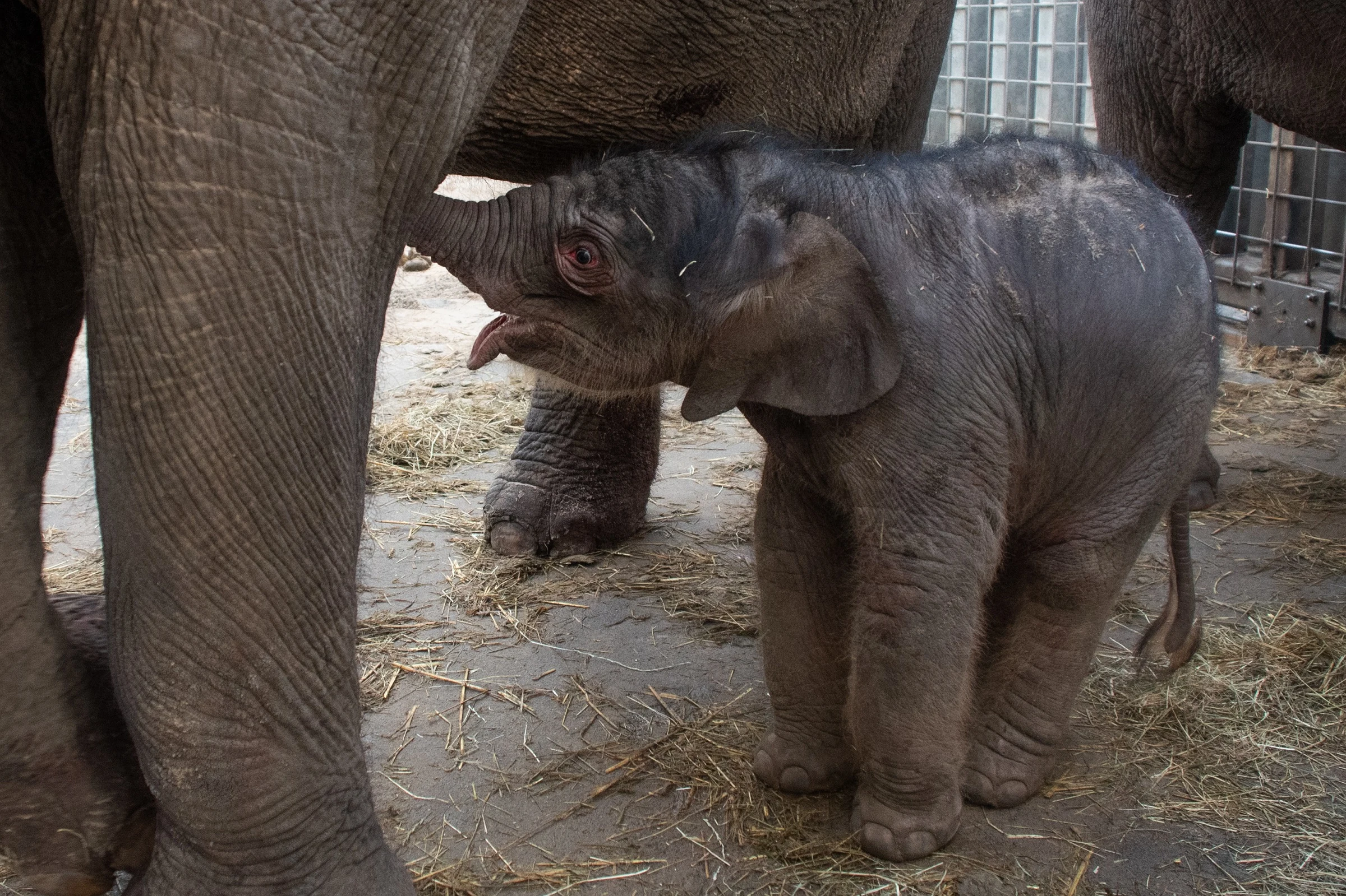 Olifantje Ka Yen geboren in Wildlands Adventure Zoo Emmen