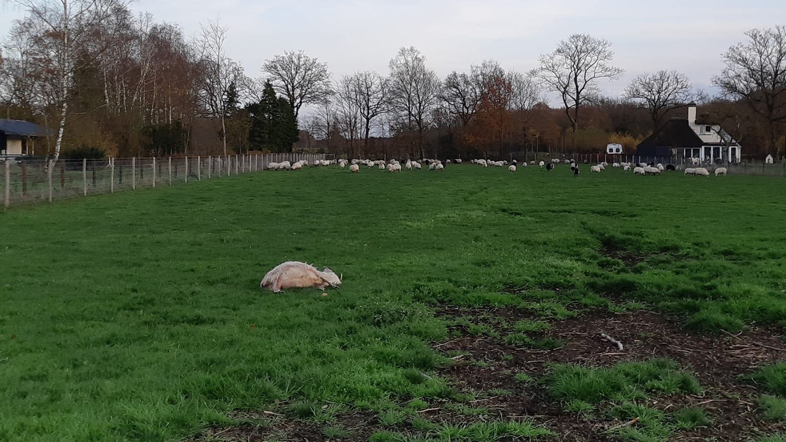 Schaap in Exloo ernstig toegetakeld, 'ogen uitgestoken met mes'