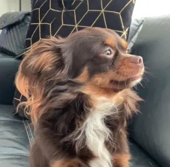 Hondje Vinnie onvindbaar na caravaninbraak in Frankrijk: 'Was het maar een grote herdershond'