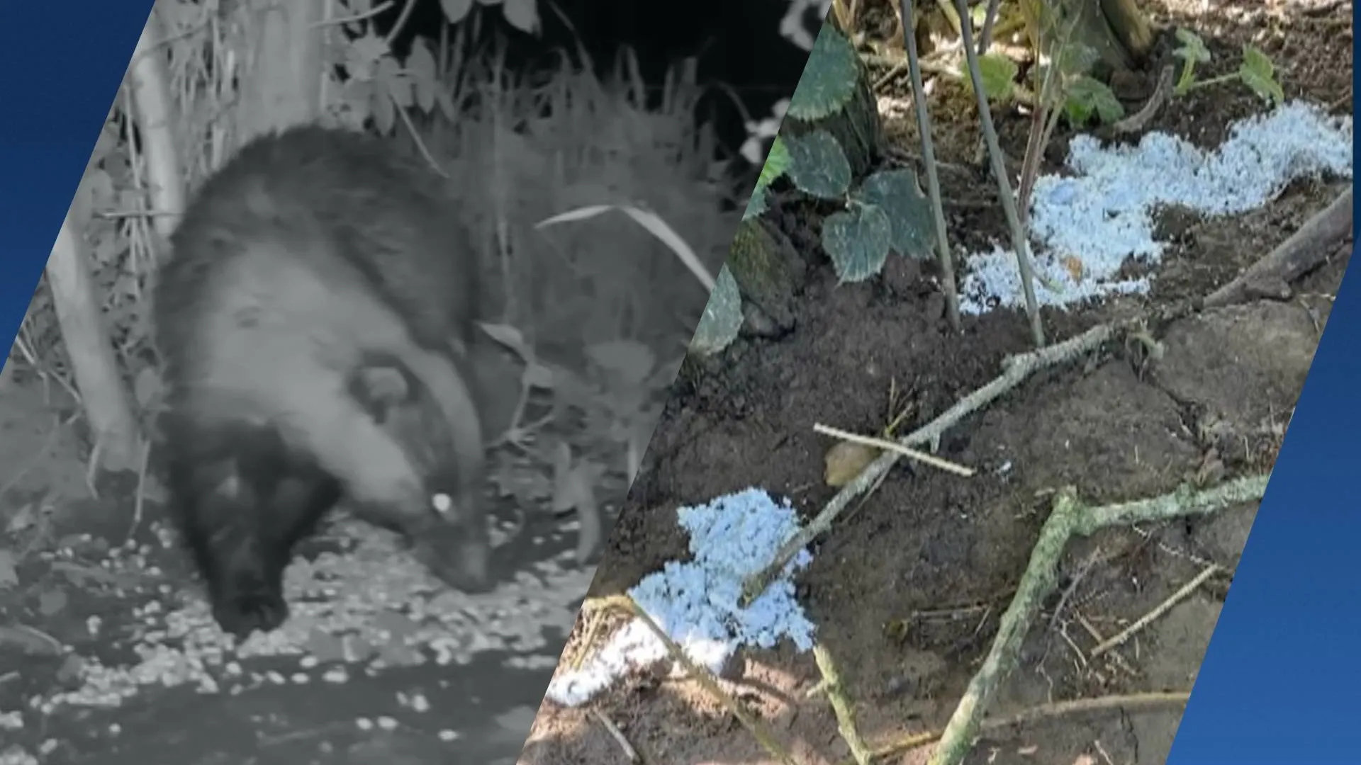 Eerste das gespot na gifvondst bij burchten: 'Goed teken'