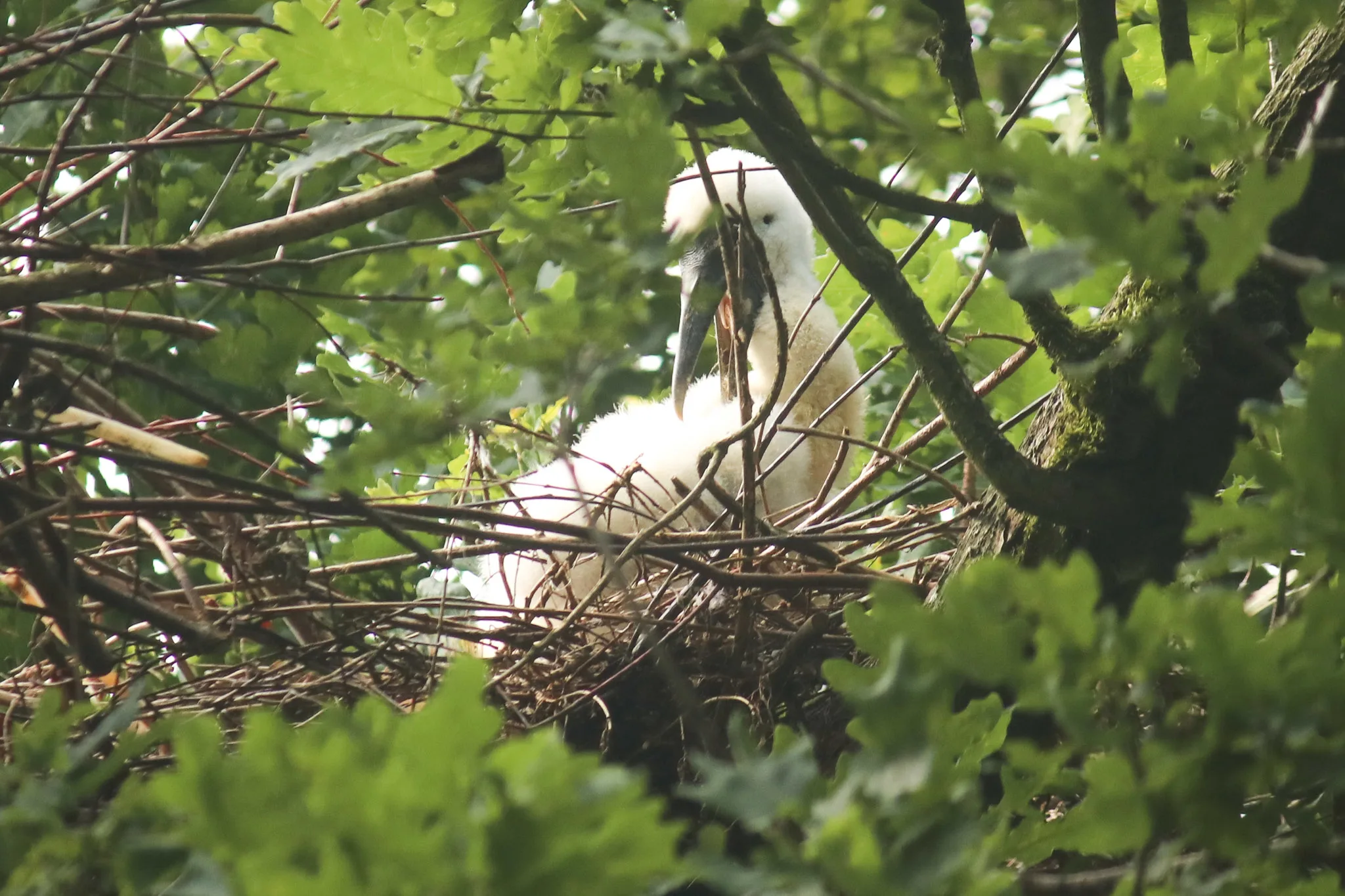 Primeur voor DierenPark Amersfoort: voor het eerst kruipt Afrikaanse nimmerzat uit ei