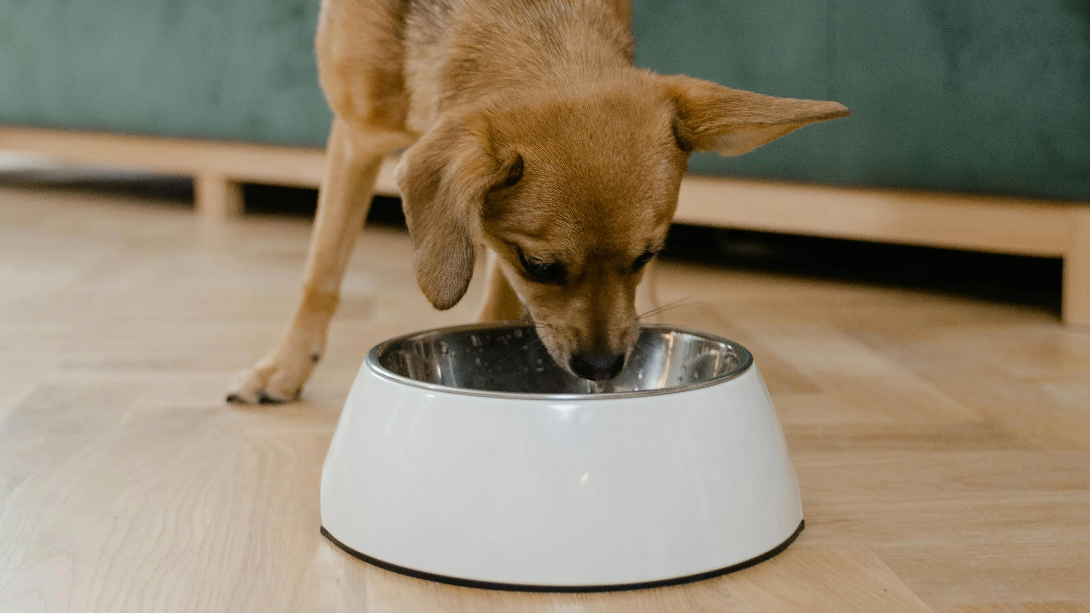 Hondenvoer is te duur door leveranciers die winkels onder druk zetten