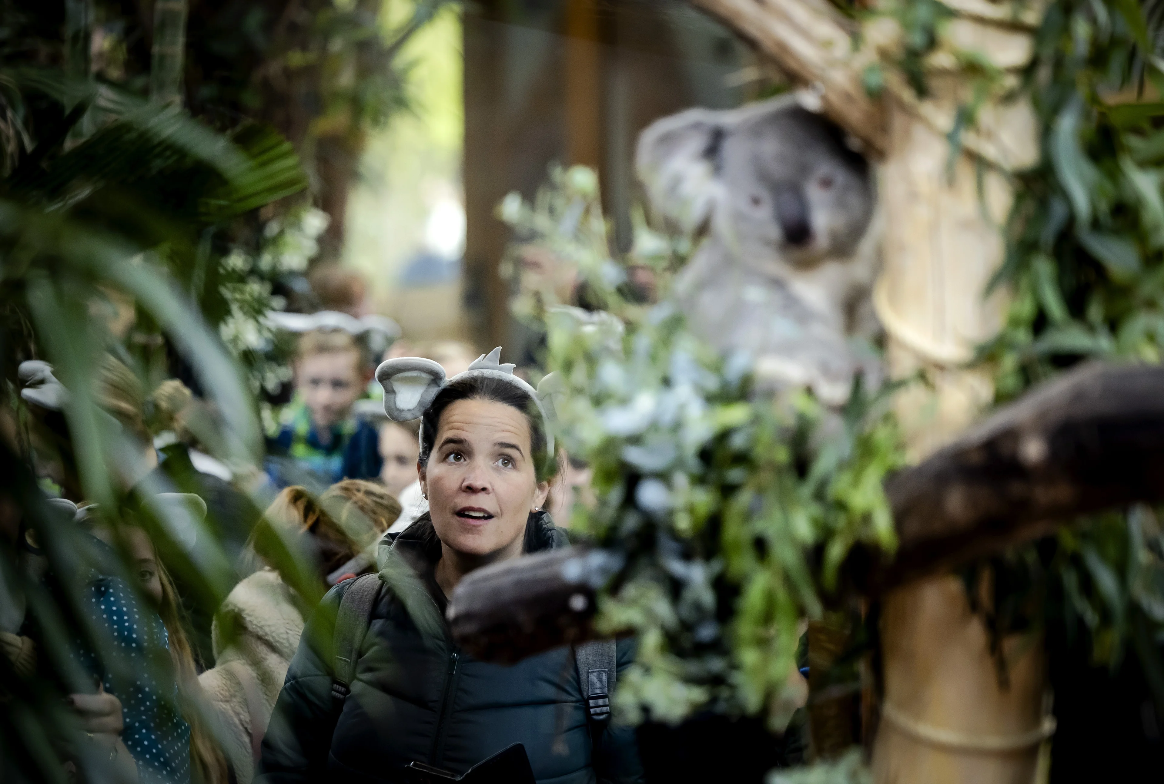 Primeur! Eerste koala's in Nederlandse dierentuin: 'Superschattig' 