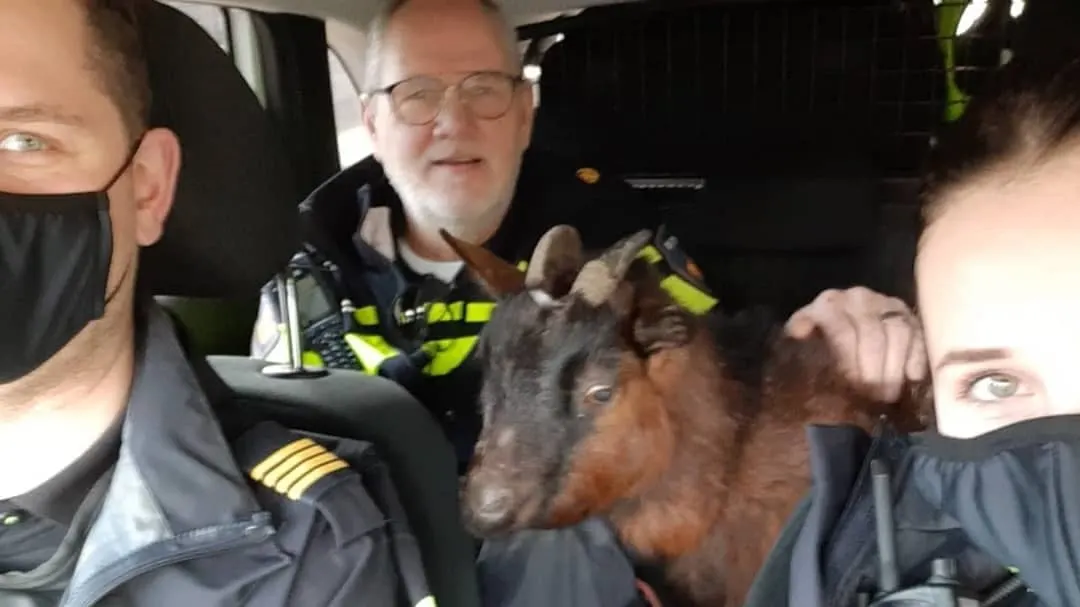 Politie 'arresteert' loslopende geit in Someren