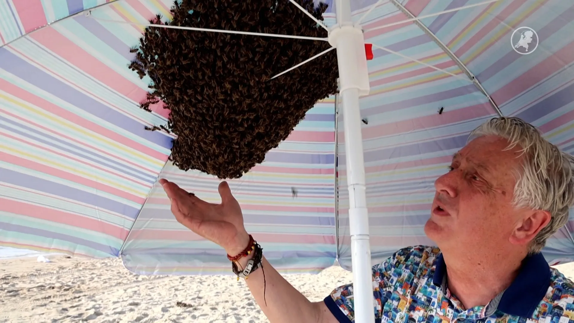 Zwerm bijen strijkt neer in Jobs strandparasol