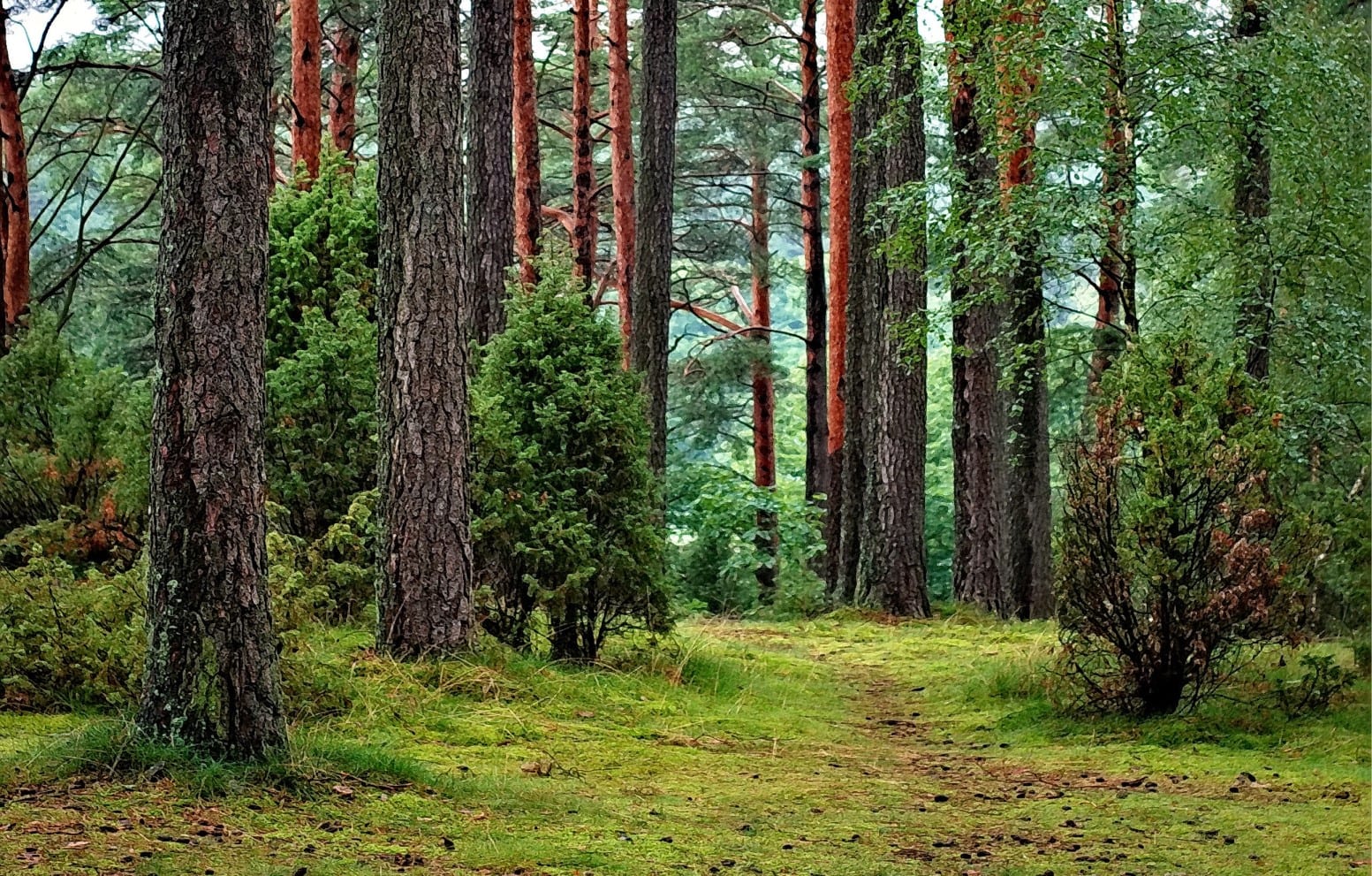 Nederland plant massaal bomen, maar het zijn wel de verkeerde