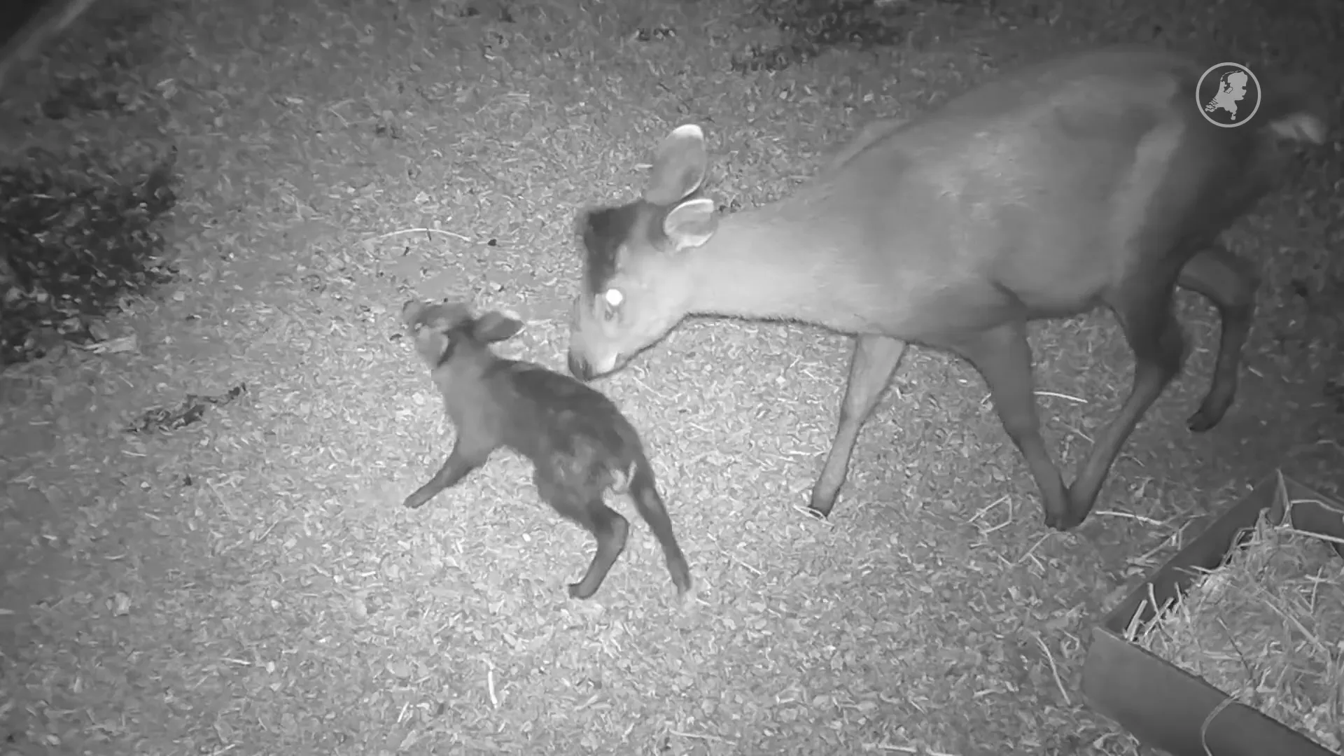 Nieuw kuifhertje geboren in Blijdorp, vlak na overlijden vader