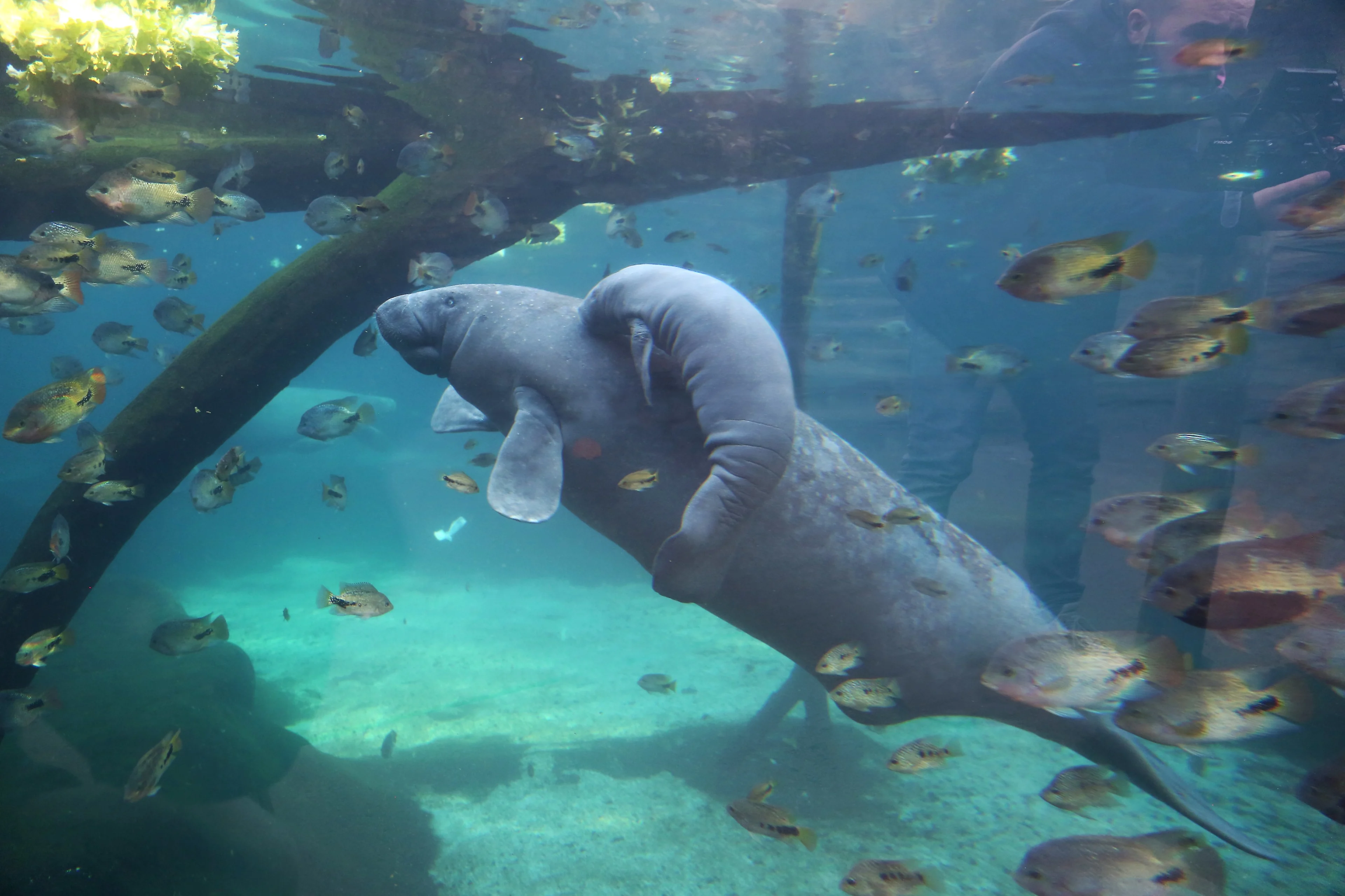 Jonge zeekoe Burgers' Zoo na lang ziekbed alsnog overleden