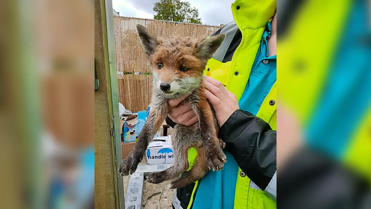 Moederloos vosje gered door dierenambulance Uden: 'Onderkoeld en zwak'