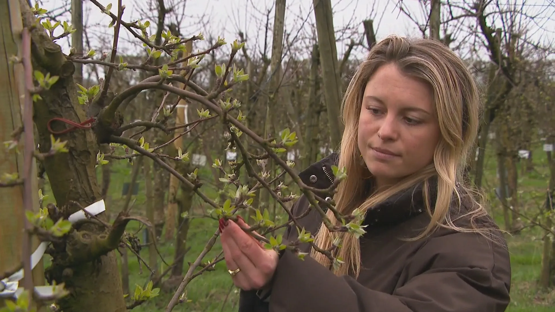 Kever at oogst van fruitteler Amber op, maar verboden middel moet appels beschermen