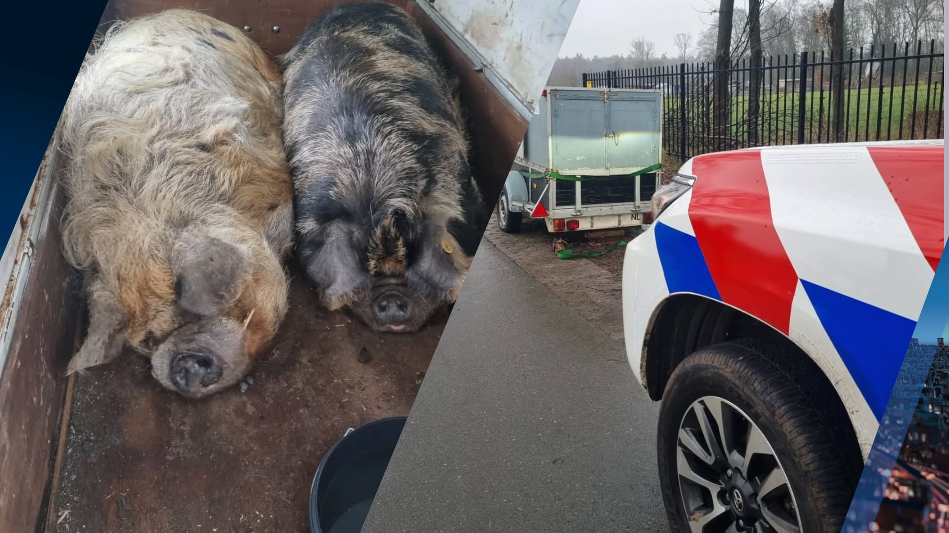 Twee levende varkens achtergelaten op verroeste aanhanger in Enschede