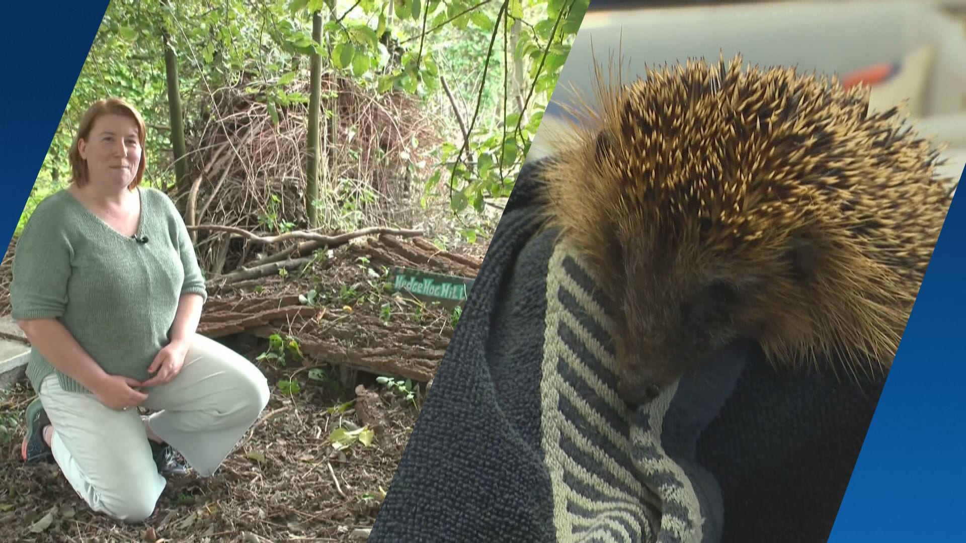 Steeds minder schuilplekken voor egels, is de egelburcht de toekomst?