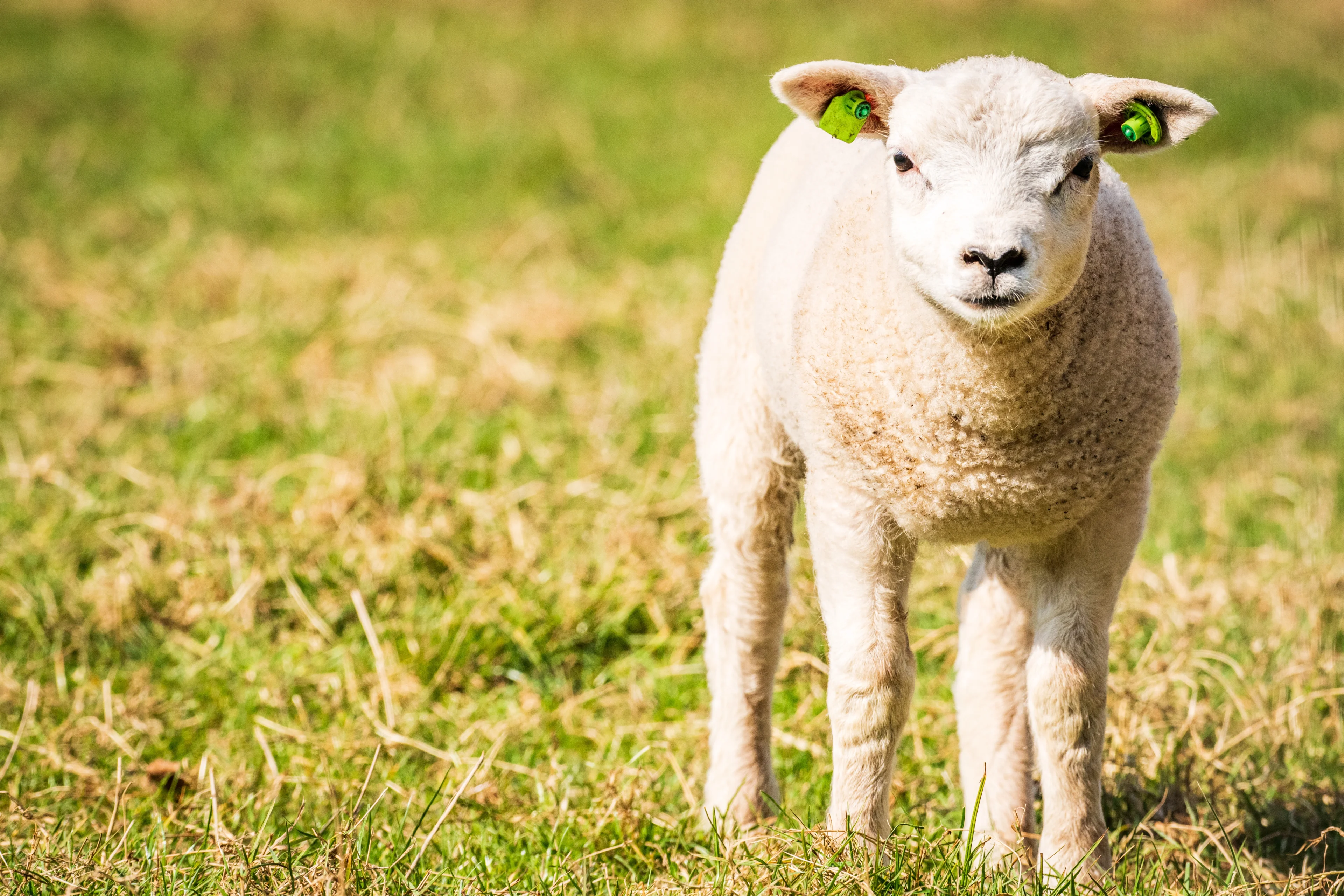 Lammetje doodgebeten door loslopende hond in Brielle