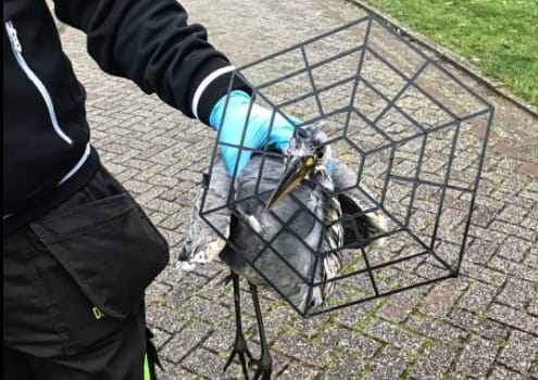 'Gehekdicapte' reiger in Almere uit zijn benarde positie bevrijd