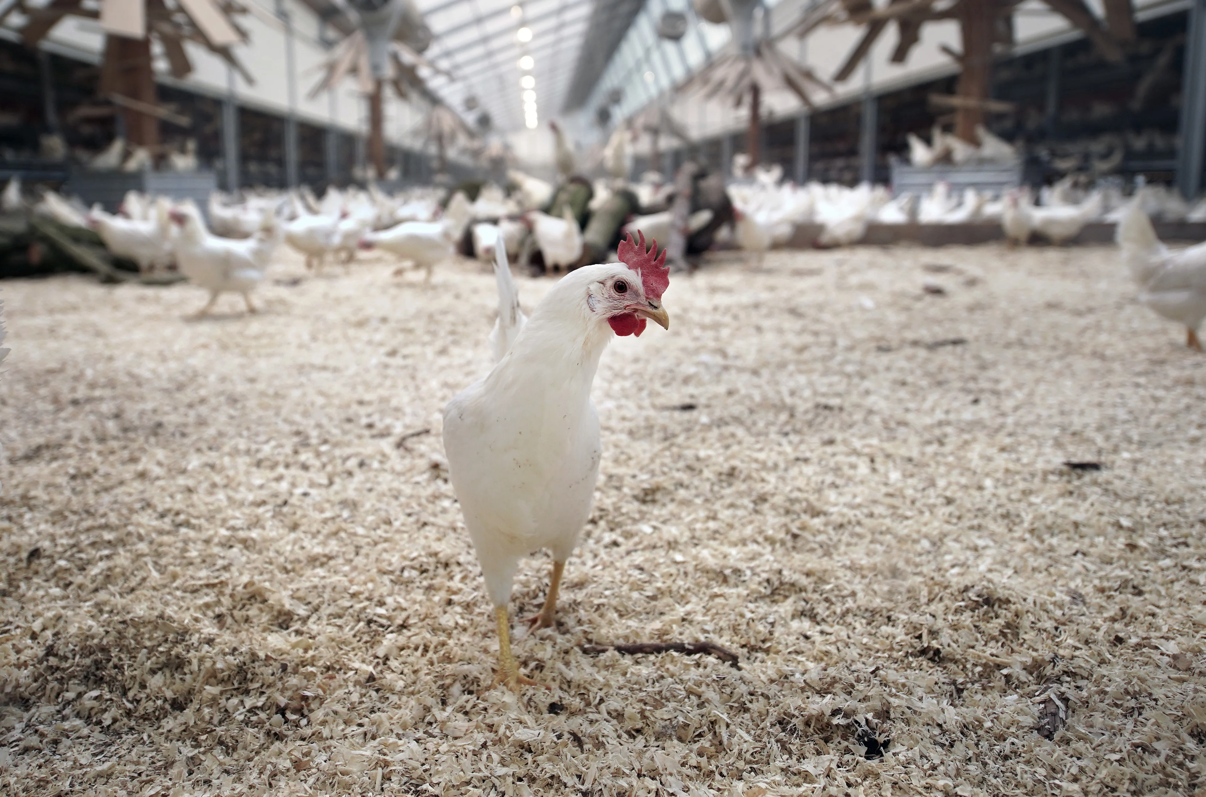 'Overheid moet duurzame boeren subsidiëren, zodat prijs in de supermarkt omlaag kan'