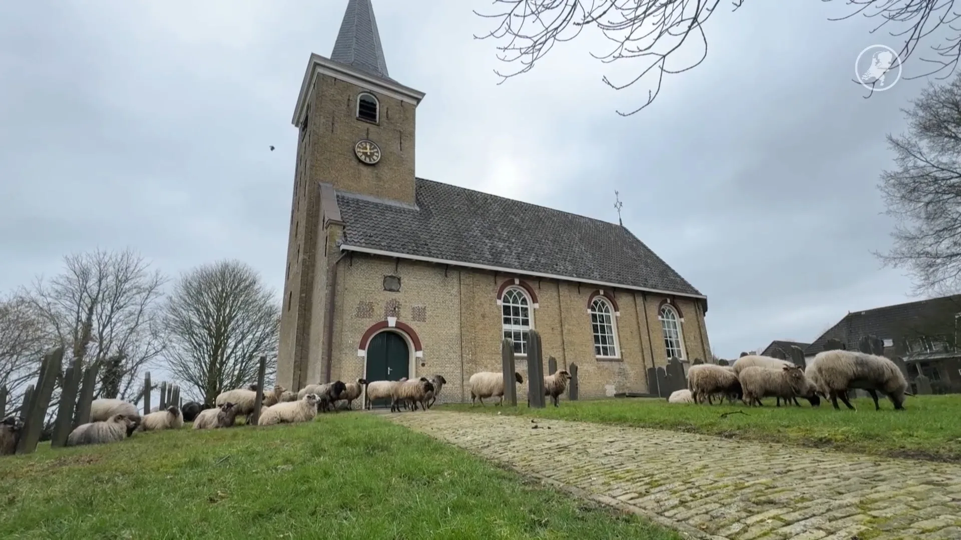 Loslopende schapen op kerkhof in Makkinga