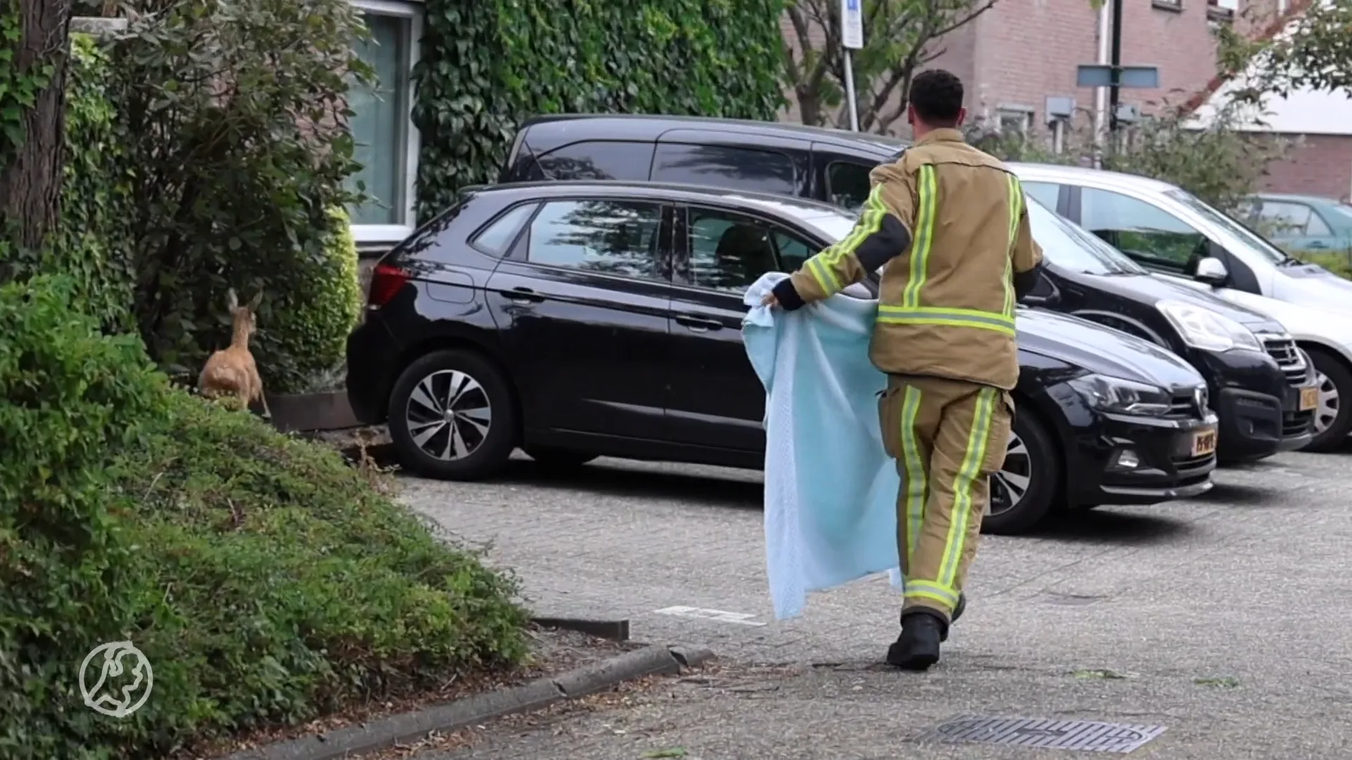 Verdwaalde ree rent door de straten van Leidschendam