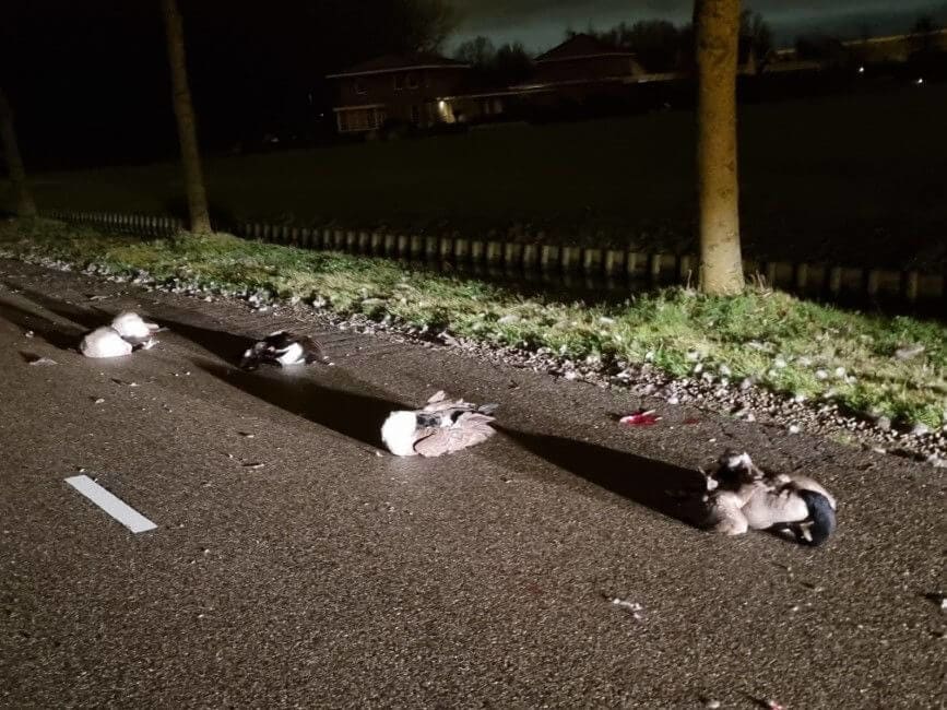 Vijf ganzen doodgereden door doorrijder in de Lier