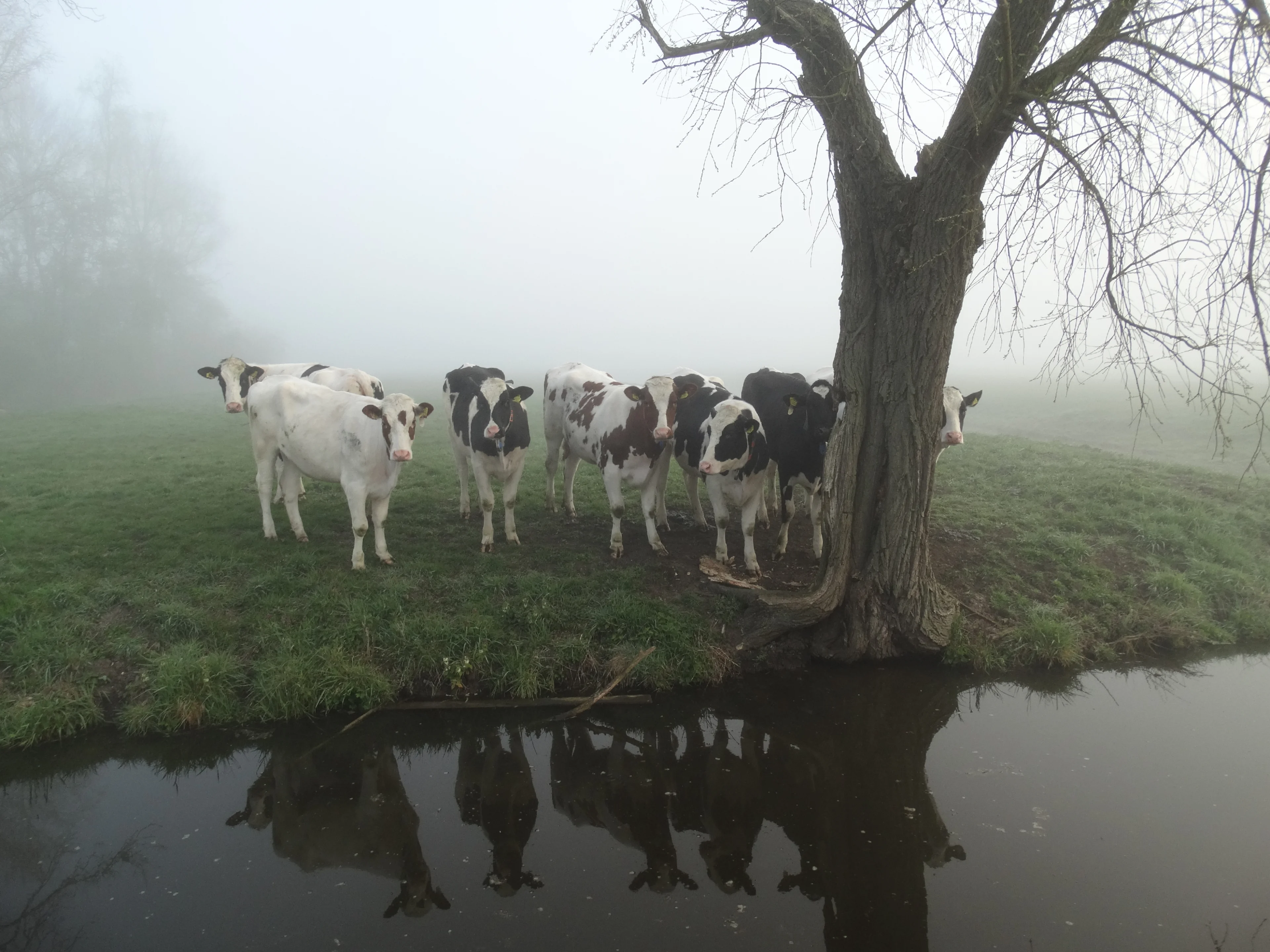 Na een mistige ochtend komt af en toe de zon tevoorschijn