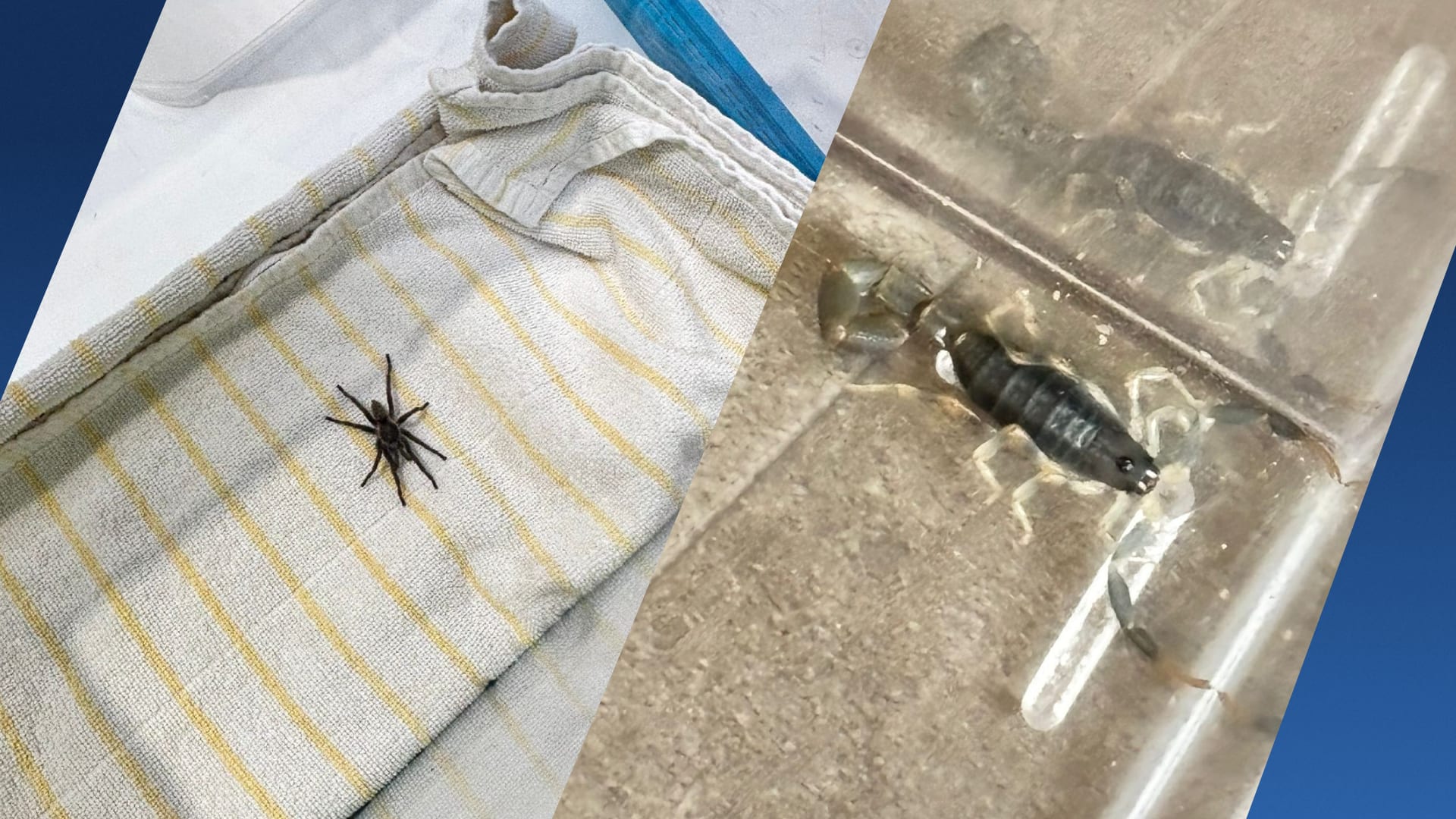 Stel keert terug van vakantie Zuid-Afrika en doet bizarre vondst in koffer