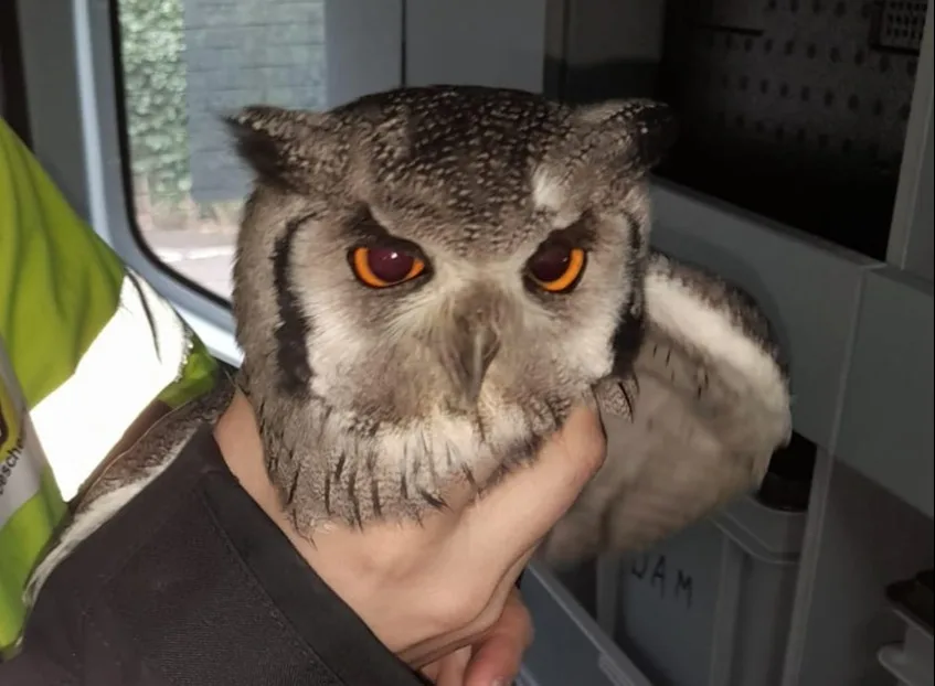 Uil raakt verstrikt in voetbalnet, zoektocht begonnen naar baasje