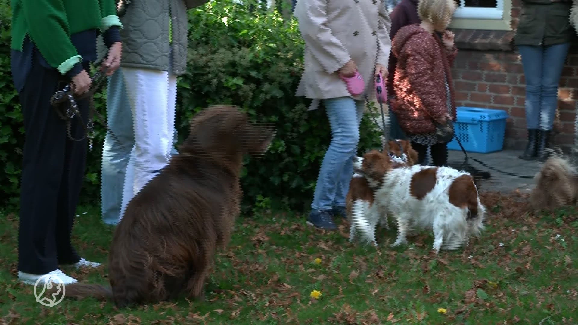 Dieren worden op dierendag gezegend: 'Ze oordelen niet'