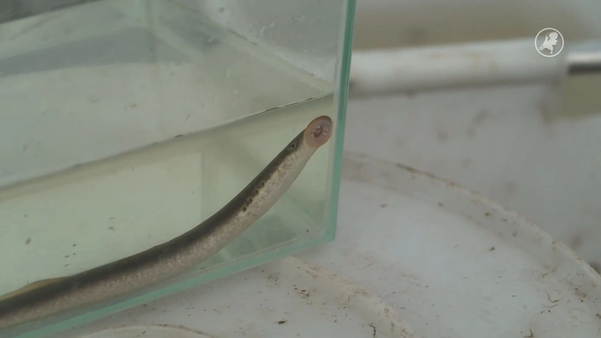 Deze opvallend uitziende vissen verkeren in nood, en dat is een groter probleem dan je denkt