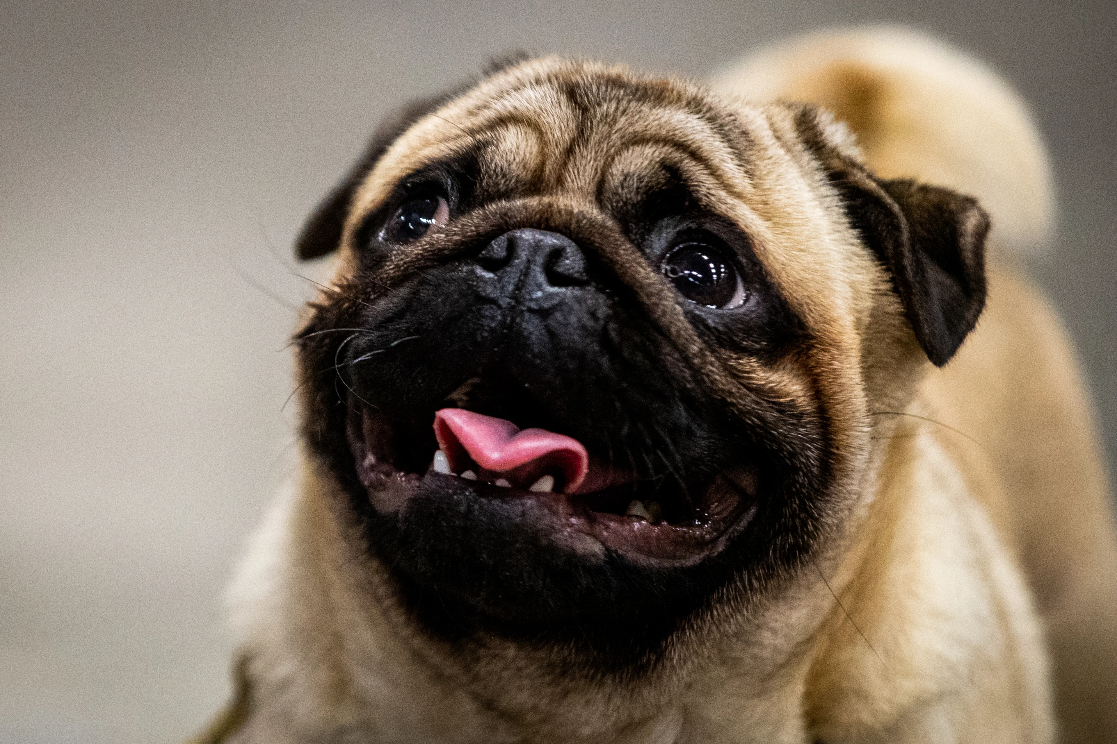 NVWA treedt op tegen fokkers van honden met korte snuit