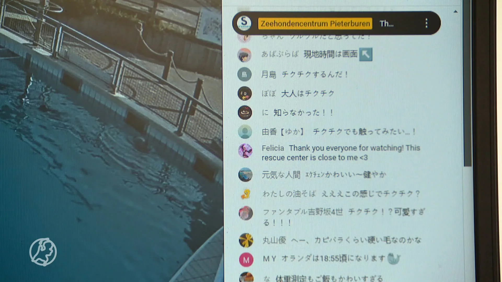 Japan in de ban van 'Nederlandse' zeehonden