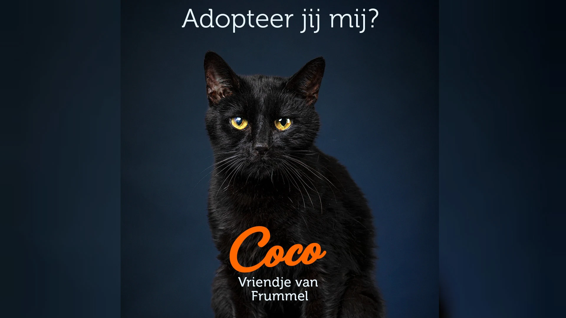 Run op zwarte katten in 'ongeluksjaar' 2020: 'Lijkt wel alsof iedereen er één wil'