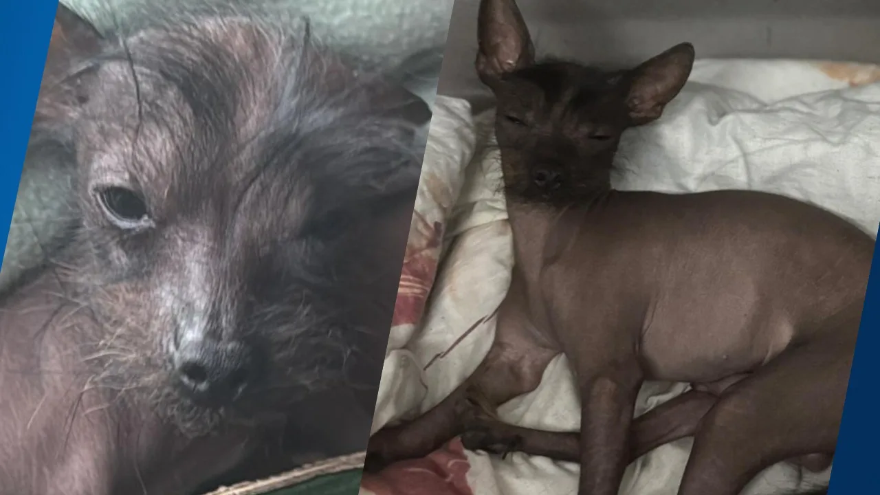 Hondje vermist na woninginbraak Schiedam, vermoedelijk gestolen