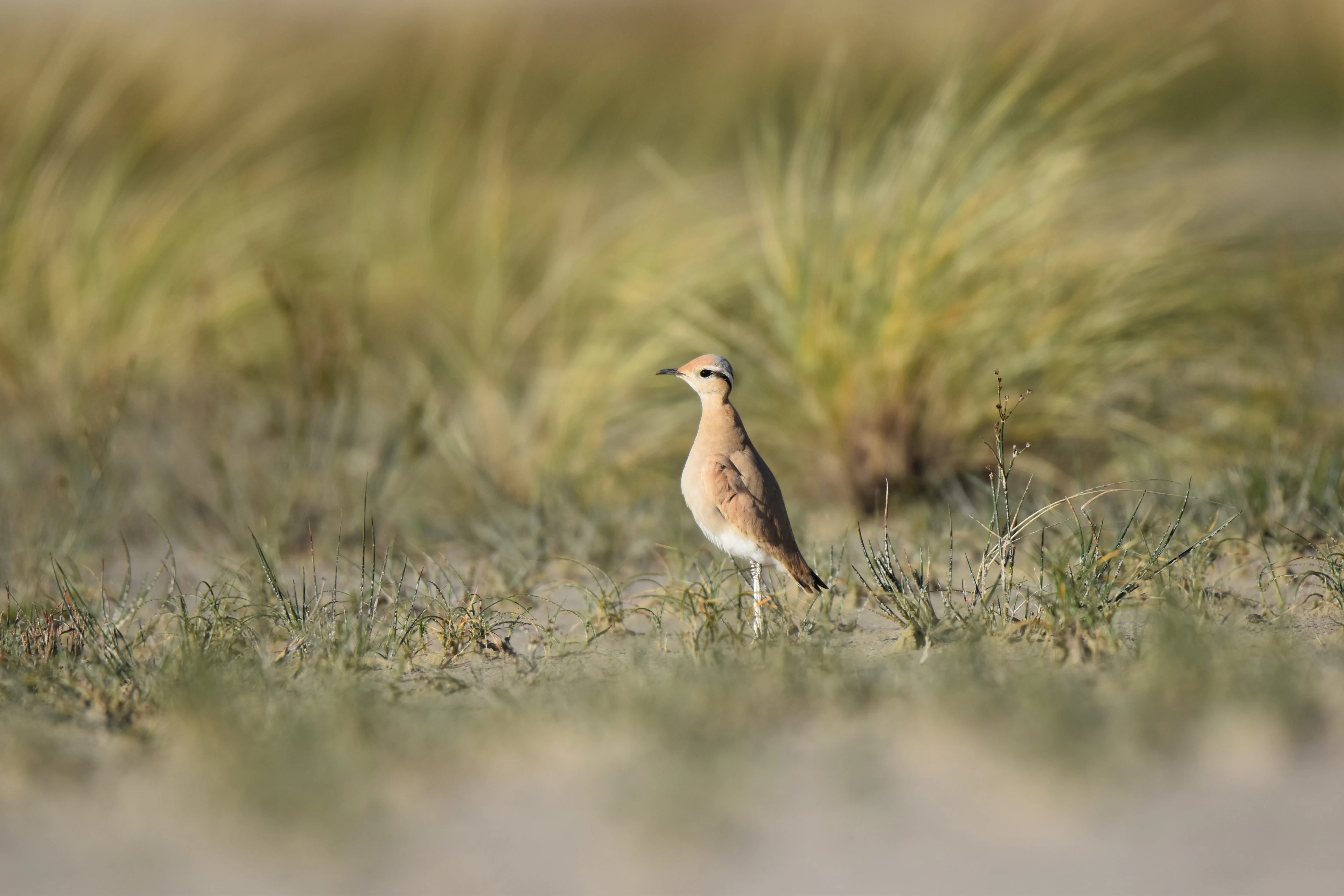 Voor het eerst in 35 jaar weer een renvogel gespot, vogelaars door het dolle