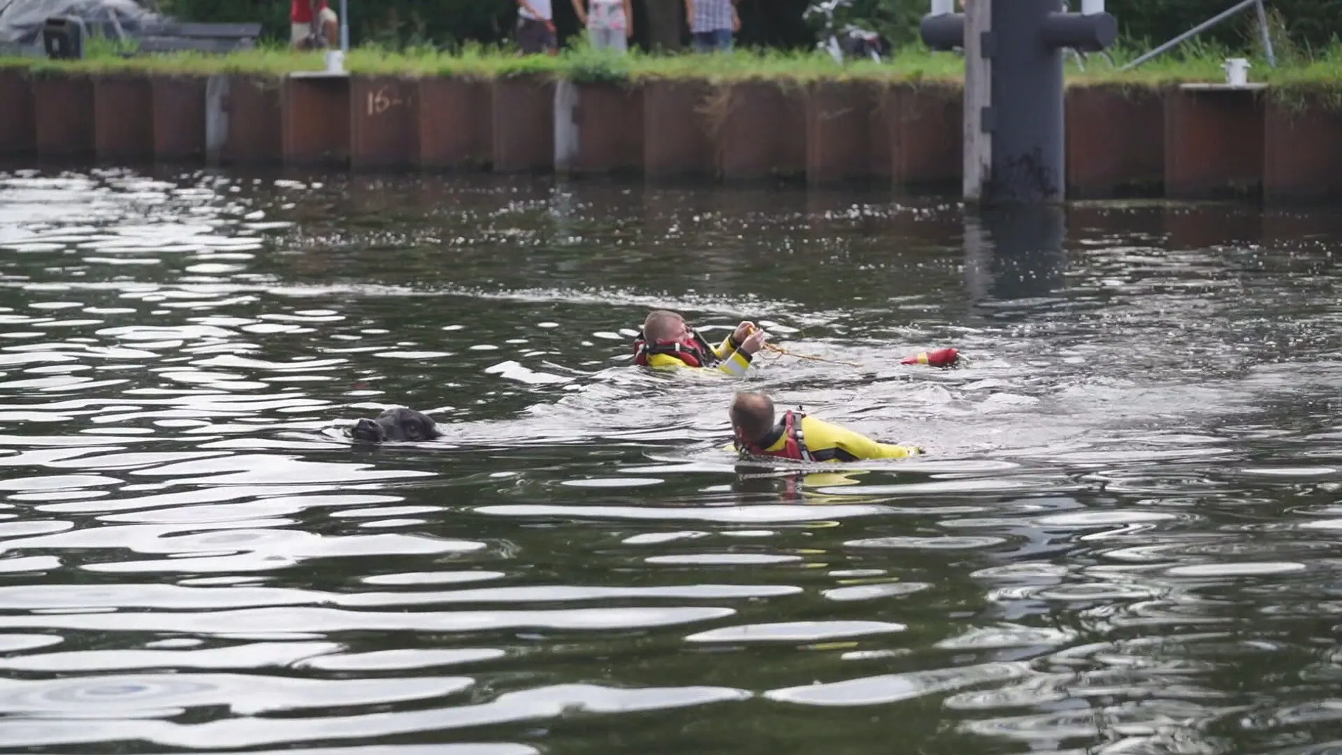 Waterbuffels zoeken 'verkoeling' in kanaal Son en Breugel: 'Dit hebben ze nog nooit gedaan'