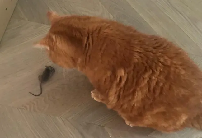 Koud weer dus lekker knus in je huis, maar dat vinden muizen ook