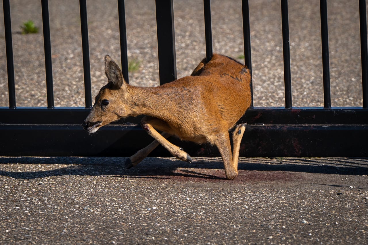 Ree klem in hek, brandweer bevrijdt het dier
