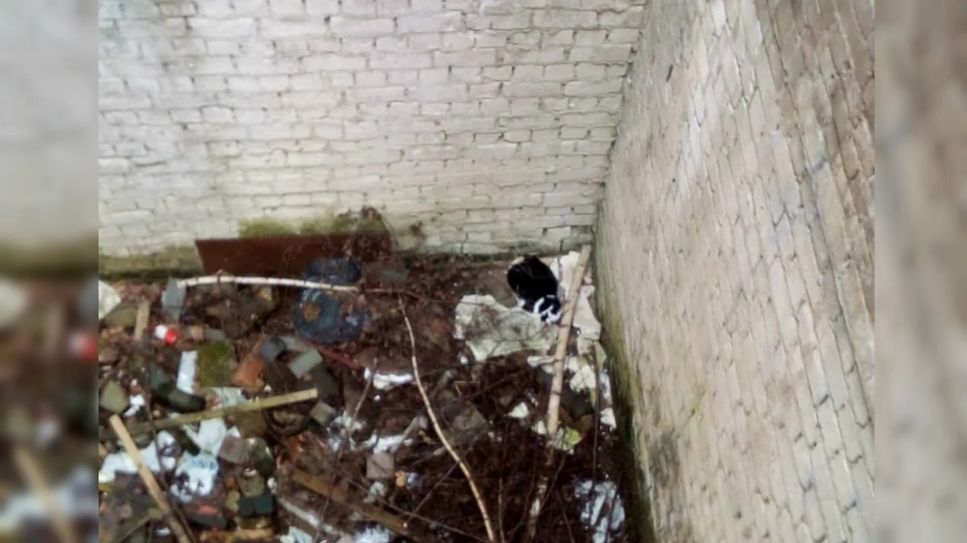 Jongens redden vermiste kat uit diepe put, Mimi is eindelijk terecht!