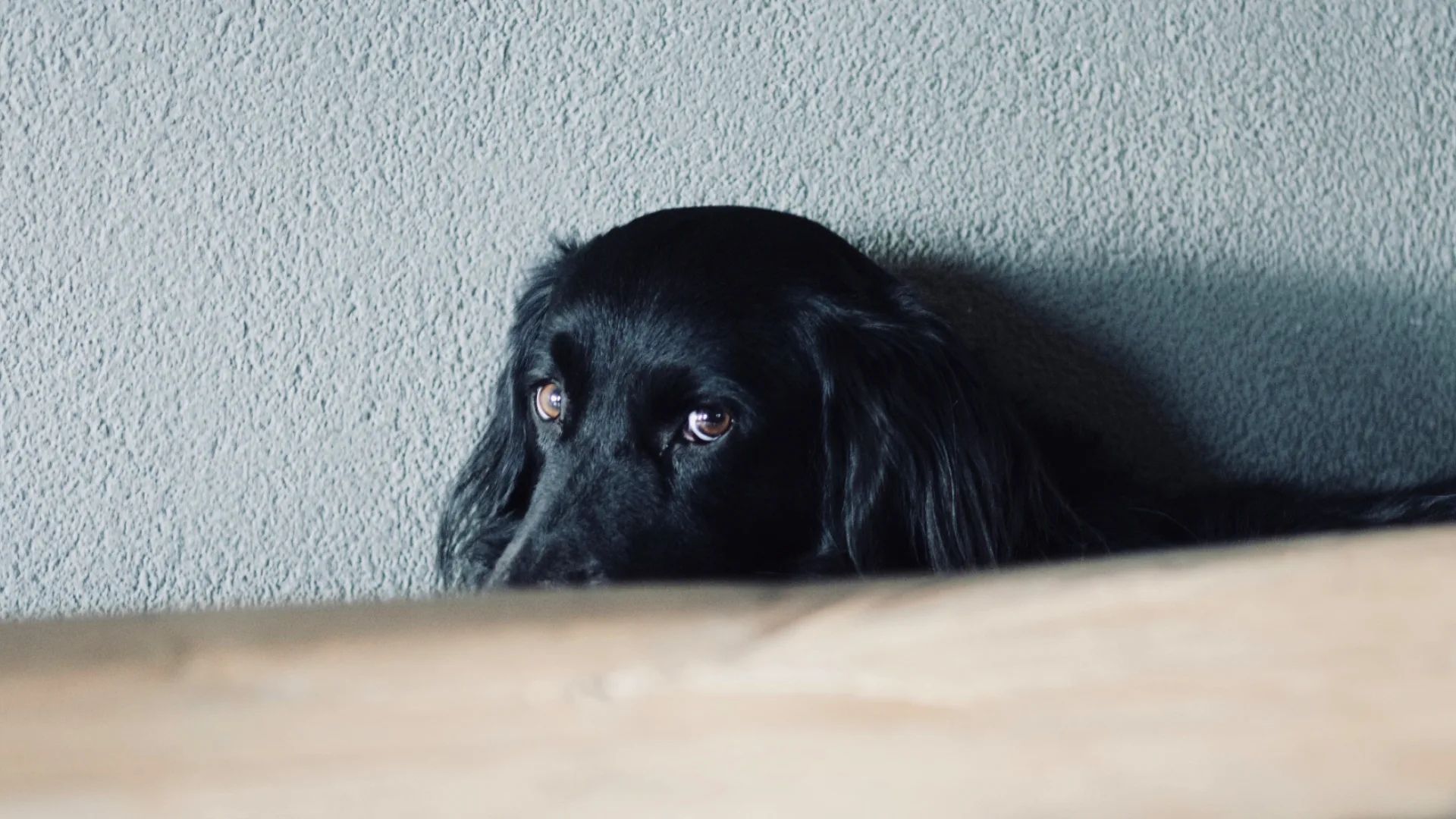 Zo hou je je huisdier rustig tijdens het vuurwerk met oud en nieuw