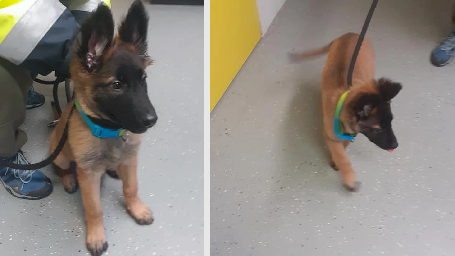 'Redder' van puppy wilde haar eigenlijk dumpen en verzon heldendaad