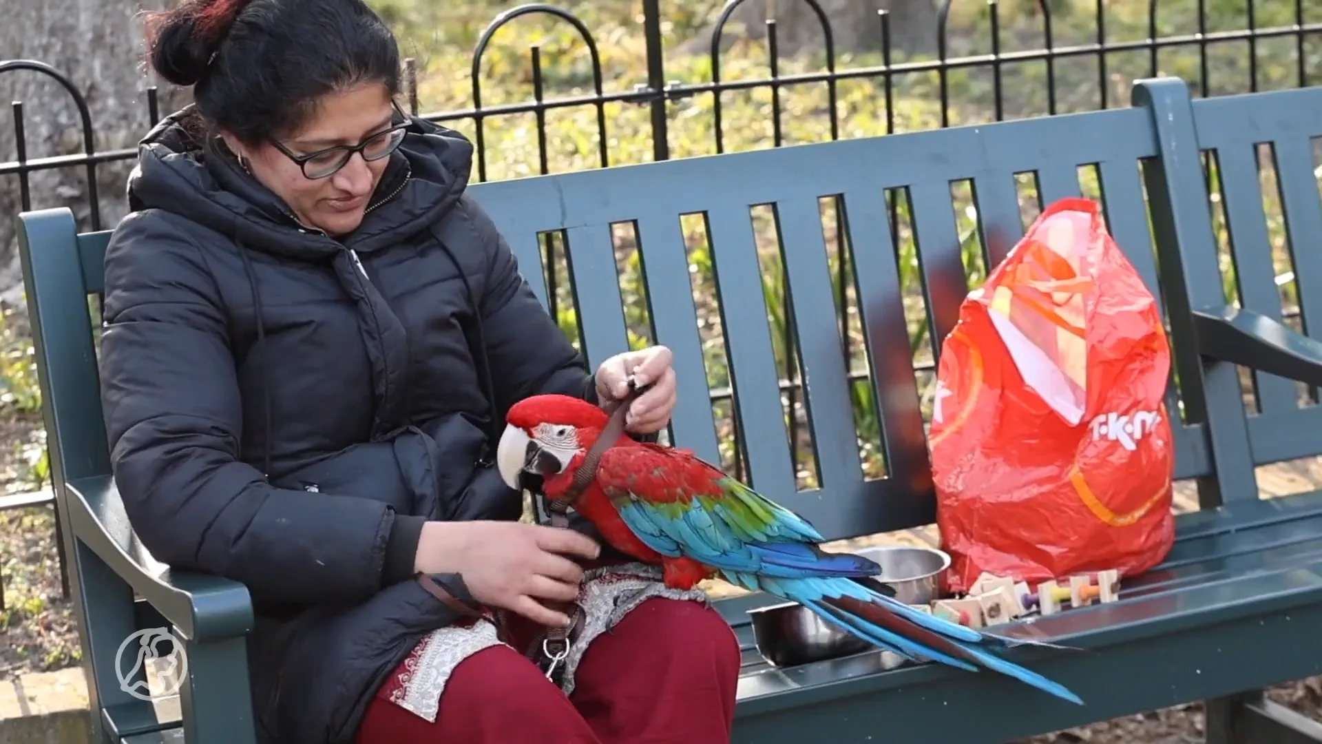 Papegaai heeft hoogtevrees en moet uit boom worden gered