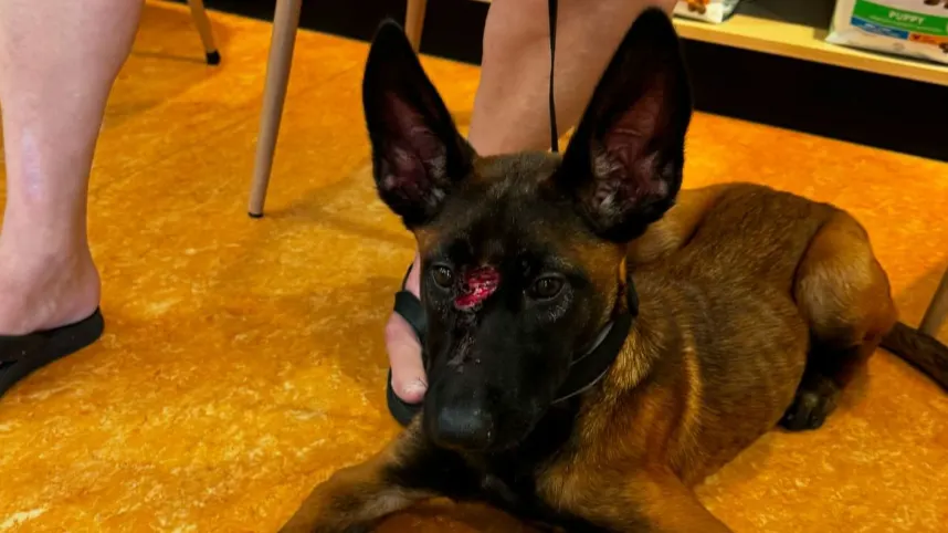 Politie zoekt eigenaar van vermagerde puppy met nare wond op neus