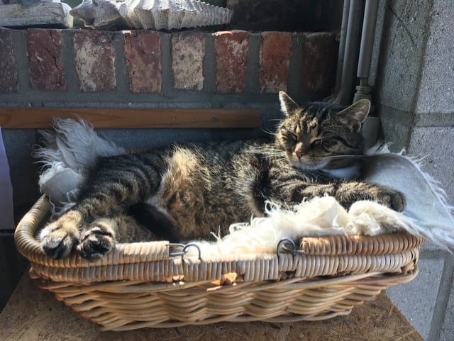 Gekatnapte Poessie honderden kilometers van huis gevonden: 'Hadden het al opgegeven'