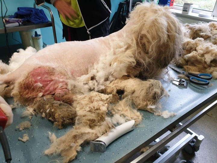 Zwaar verwaarloosde hond met maden en stuk waslijn in zijn vacht ondergaat totale metamorfose