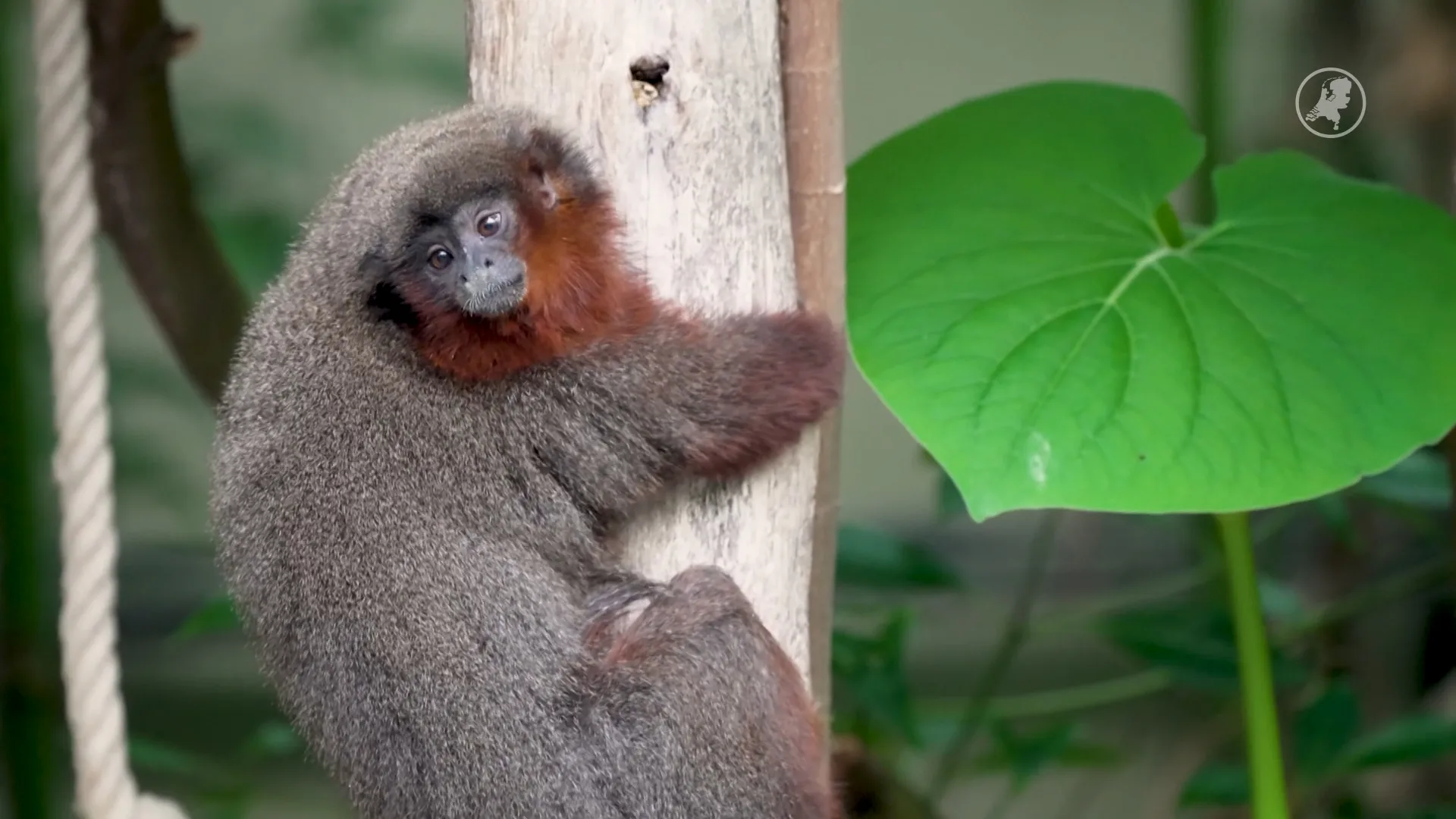 Rode titi's lopen tussen de bezoekers door in Burgers' Zoo